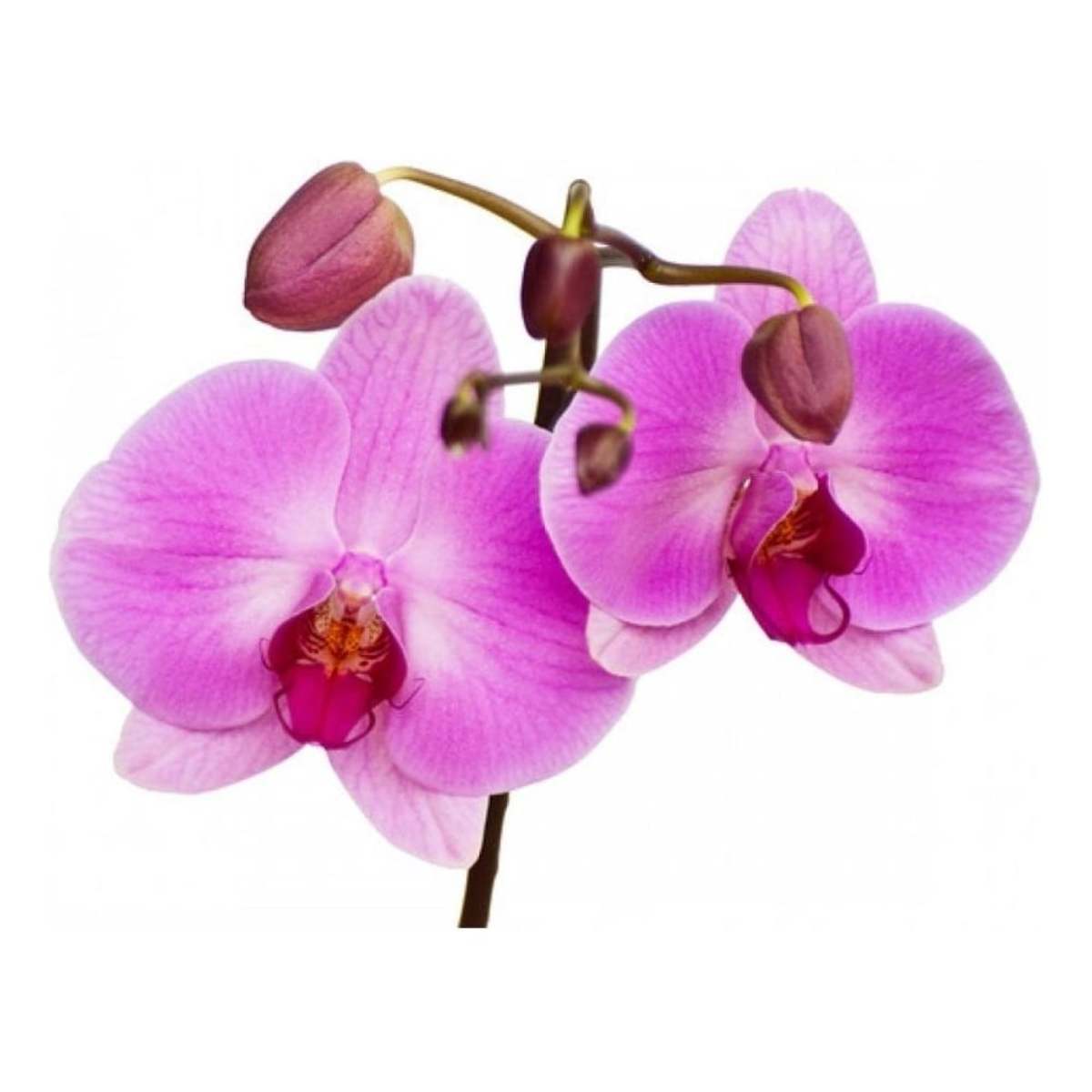 FMM Singapore Orchid Cutter